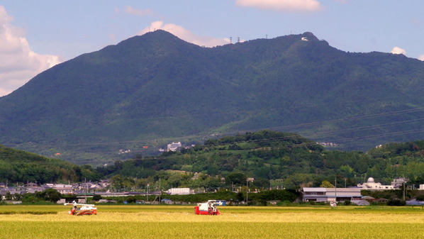 筑波山と稲刈り