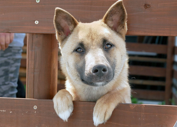 新たな飼い主を待つ保護された犬