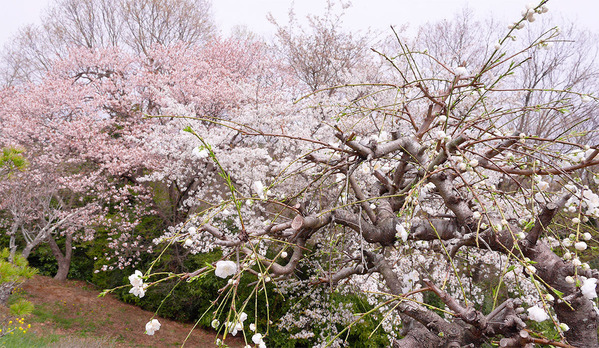 山桜が満開