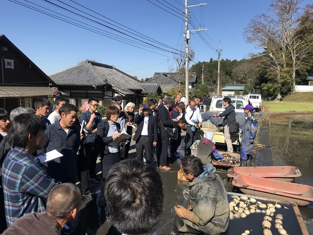 レンコン農家を視察