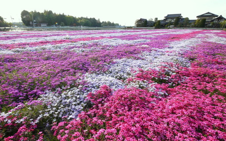 1-130429那珂市の芝桜005
