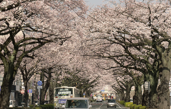 平和通りのさくら