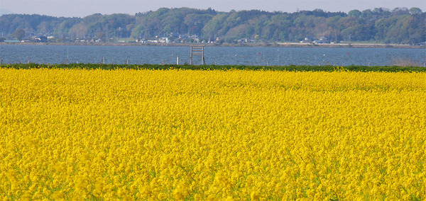 霞ヶ浦菜の花コリドール