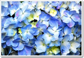 パステルカラーの紫陽花.jpg