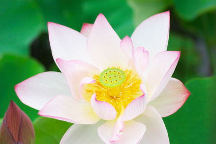 蓮の花