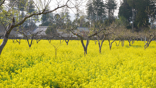 四万騎農園の菜の花
