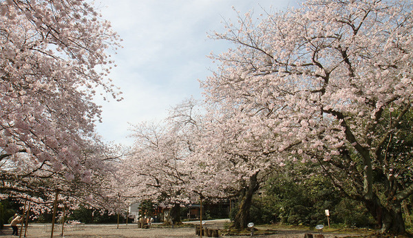 熊野神社の桜