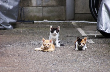子猫のイメージ写真