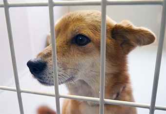 130831dog