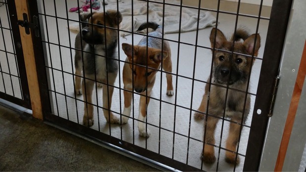 ｼｪﾙターに収容された犬