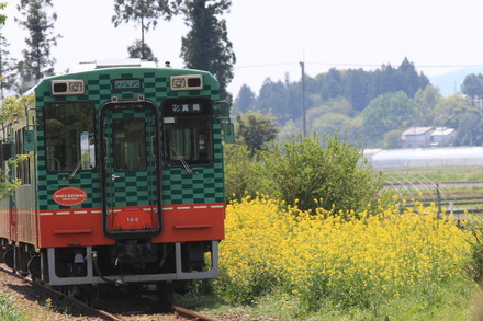 真岡鐵道と菜の花