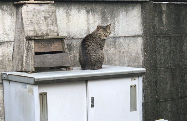 地域猫