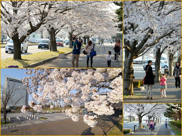 県庁のさくら満開