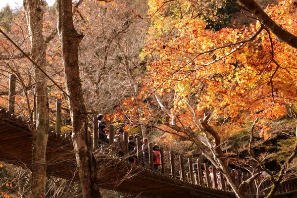 高萩花貫渓谷の紅葉