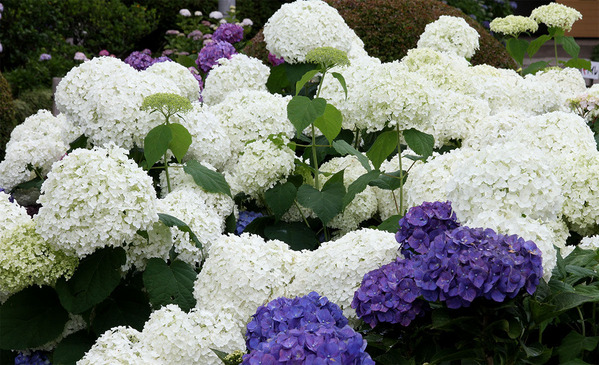 c8f736e9-s.jpg
