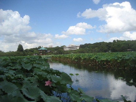 不忍池の夏景色