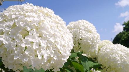 水戸市保和苑紫陽花まつり050