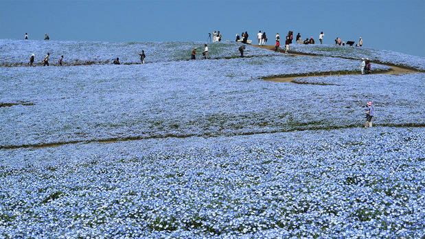 ひたち海浜公園