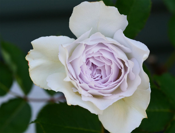 わが家の薔薇