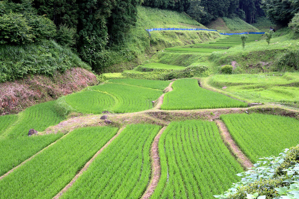 茨城県の棚田