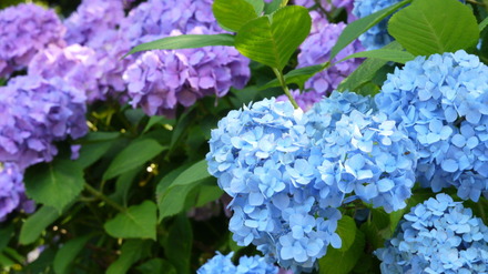 水戸市保和苑紫陽花まつり011