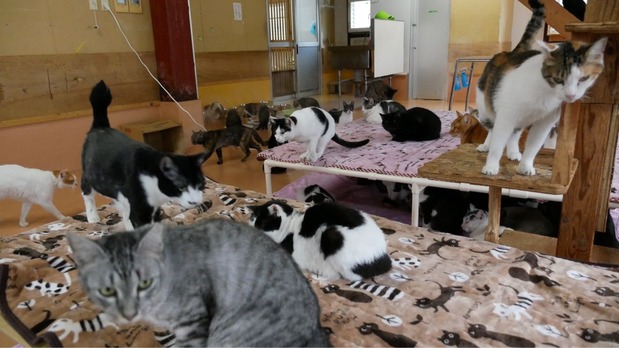 終生飼養ハウスの猫たち