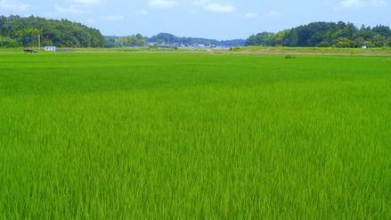 緑の田んぼ