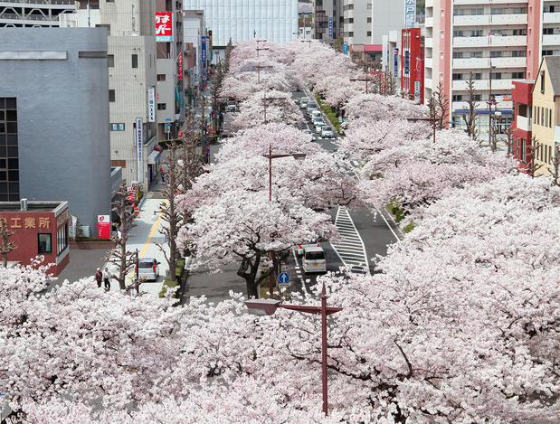 平和通りのソメイヨシノ