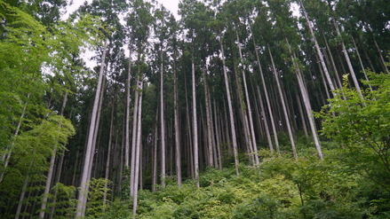 常陸大宮市諸沢
