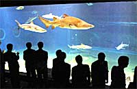 ���{��̃T������