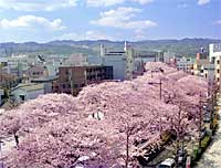 �������a�ʂ�F��������O�~