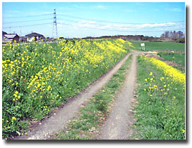 ���L��͔Ȃ̍؂̉�