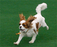 �h�b�O�����Ŏ������鈤���E�����F�N���b�N����Ƒ�T�C�Y�ʐ^����