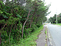 �\�����Ɏt�l�̖h���є��̌���