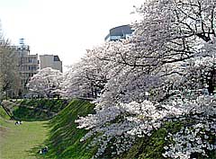 040406sakura.jpg