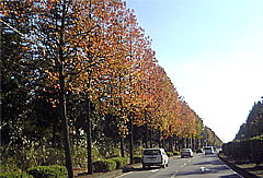 041104tsukuba.jpg