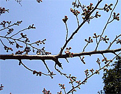 050407sakura.jpg