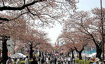 050410hitachi_sakura.jpg