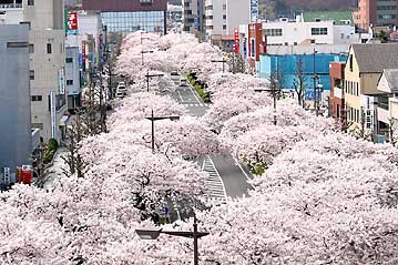 050418sakura.jpg