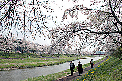 050429sakura.jpg