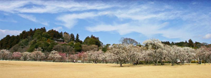 偕楽園下の公園、田鶴鳴梅林からの一望
