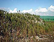 �s�@�������̌��꒲��